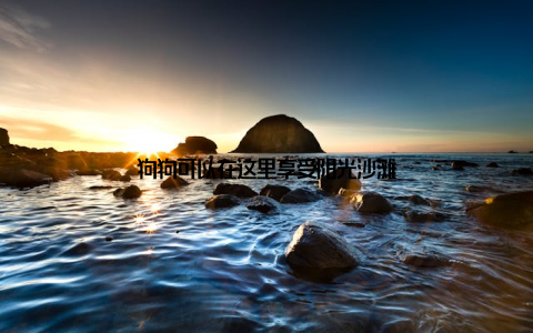 狗狗可以在这里享受阳光沙滩